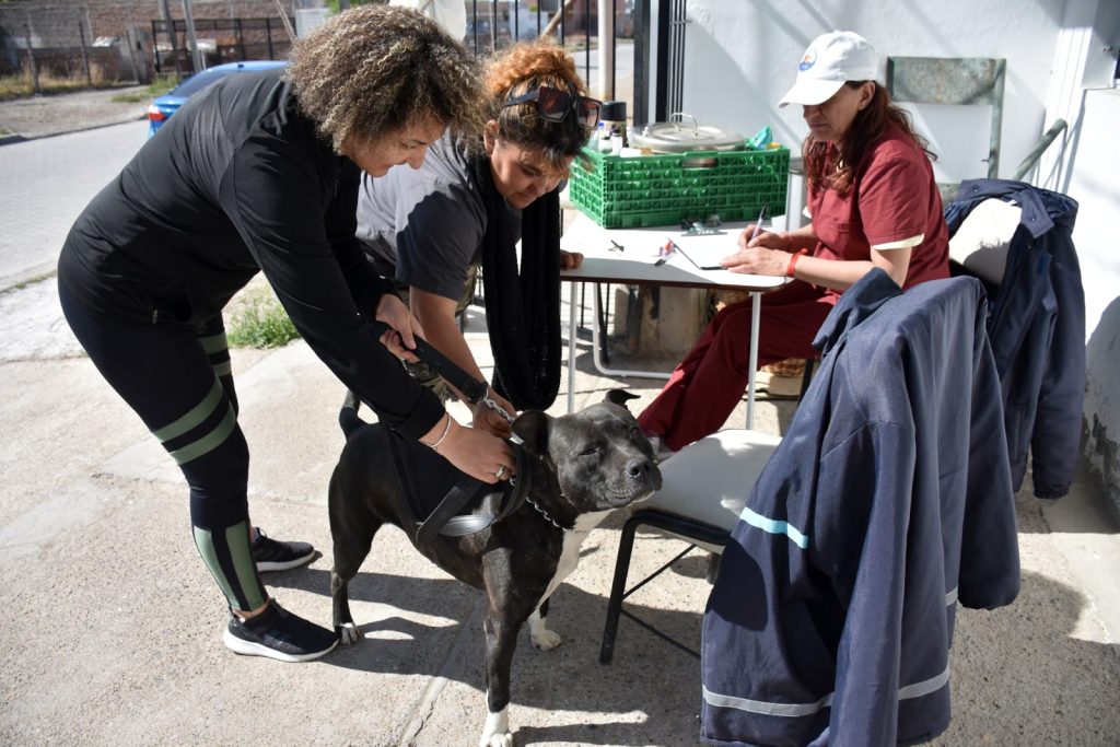 El municipio de Trelew continúa con las jornadas de desparasitación gratuitas para mascotas.
Hasta el 14 de noviembre se atenderá en los diferentes puestos de atención que se apostarán en los barrios de la ciudad.