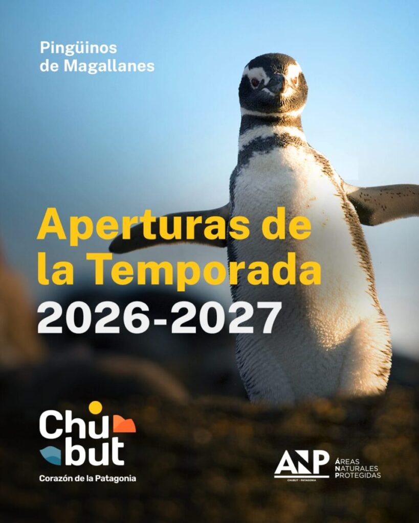 Los pingüinos de Magallanes llegan a Chubut para brindar uno de los grandes espectáculos de la fauna patagónica